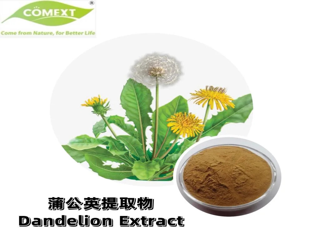 Comext Herb Factory Directly Supply 100% Natural Healthcare Supplement 4: 1,10:1,20:1 Dandelion Root Extract Dandelion Root Extract Antiviral Dandelion Extract