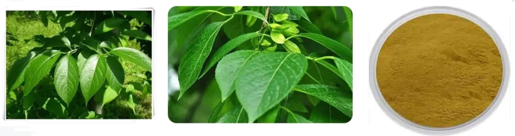 E. K Herb ISO Factory 100% Natural High Quality Hot Selling Chlorogenic Acid 5% -98% HPLC CAS 327-97-9 Eucommia Ulmoides Bark Leaf Extract